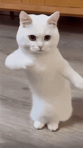 Cat GIF